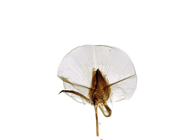 The Enlightenment of Plant