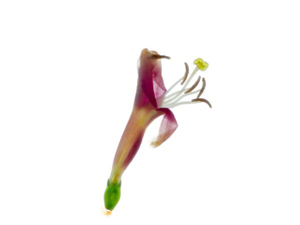 The Enlightenment of Plant