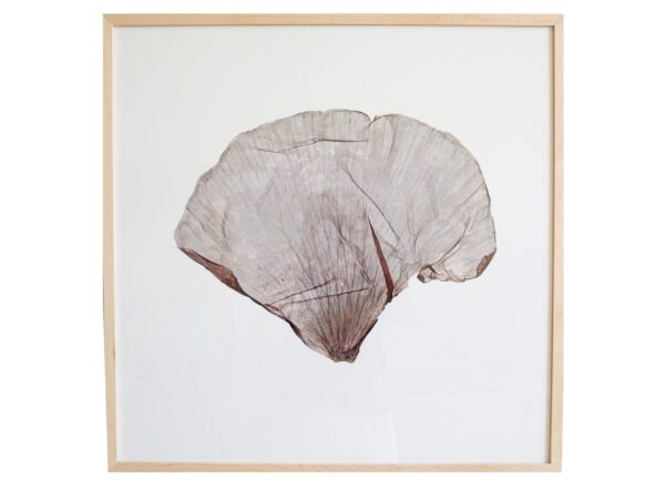 The Enlightenment of Plant