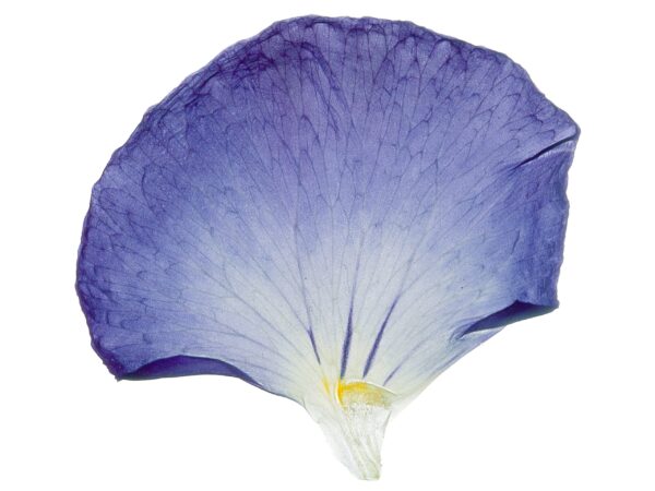 The Enlightenment of Plant