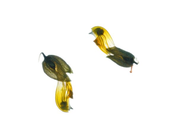 The Enlightenment of Plant