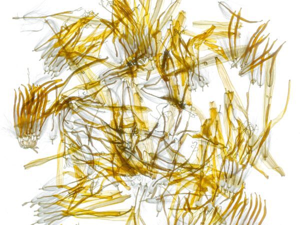 The Enlightenment of Plant