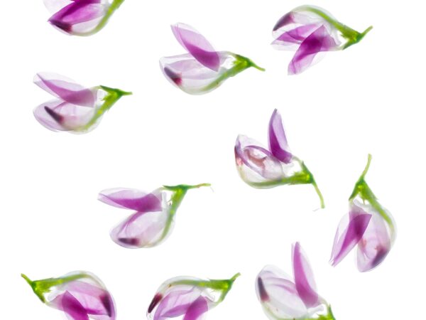 The Enlightenment of Plant