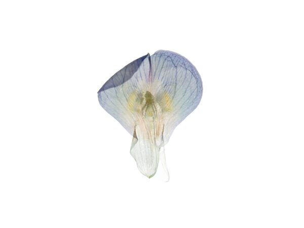 The Enlightenment of Plant