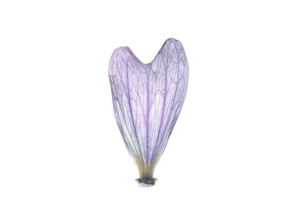 The Enlightenment of Plant