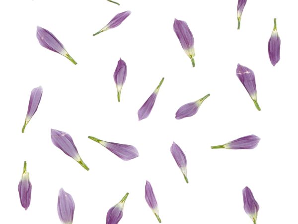 The Enlightenment of Plant - small edition print (20 x 20 cm)