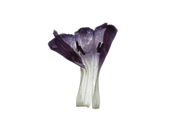 The Enlightenment of Plant