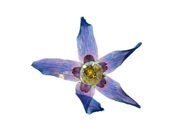 The Enlightenment of Plant